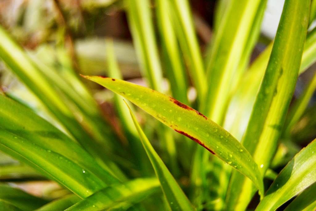 景DSC_0006-1_副本