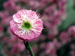 《桃花始盛开-醉影月华2012》005