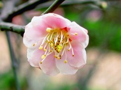 《桃花始盛开-醉影月华2012》006