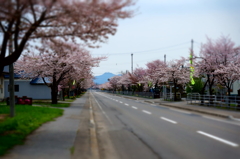 桜の道