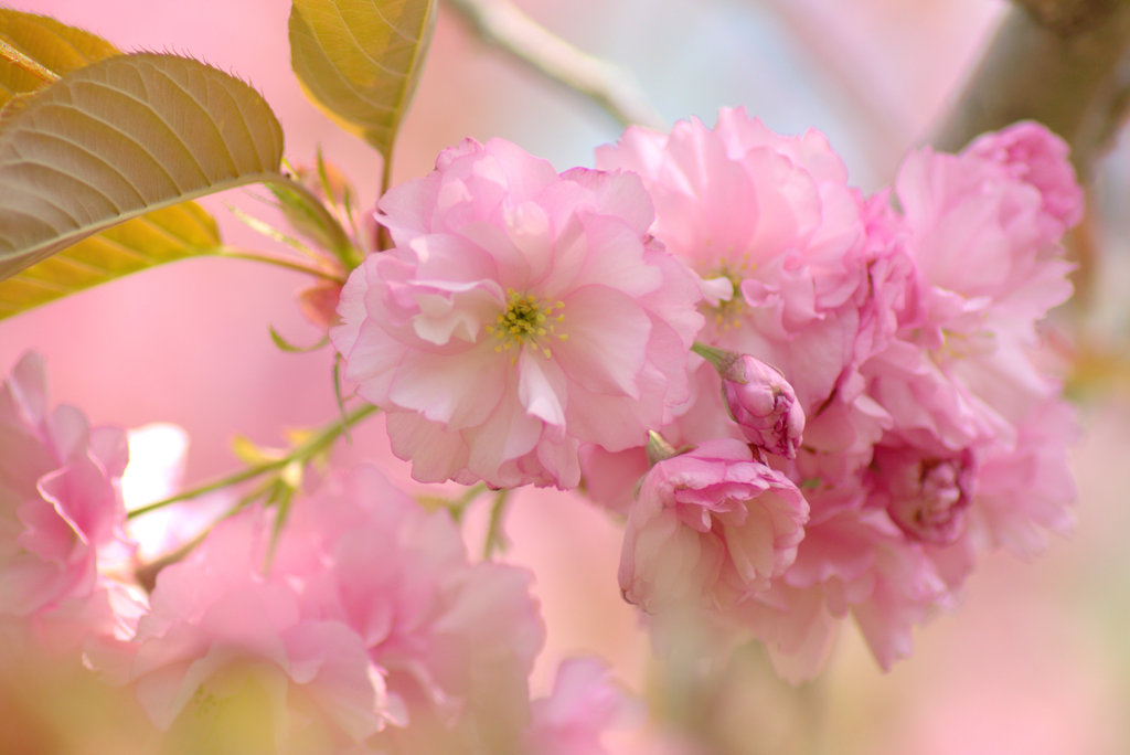 八重桜