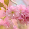 八重桜