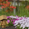 白い芝桜