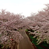 一面桜色