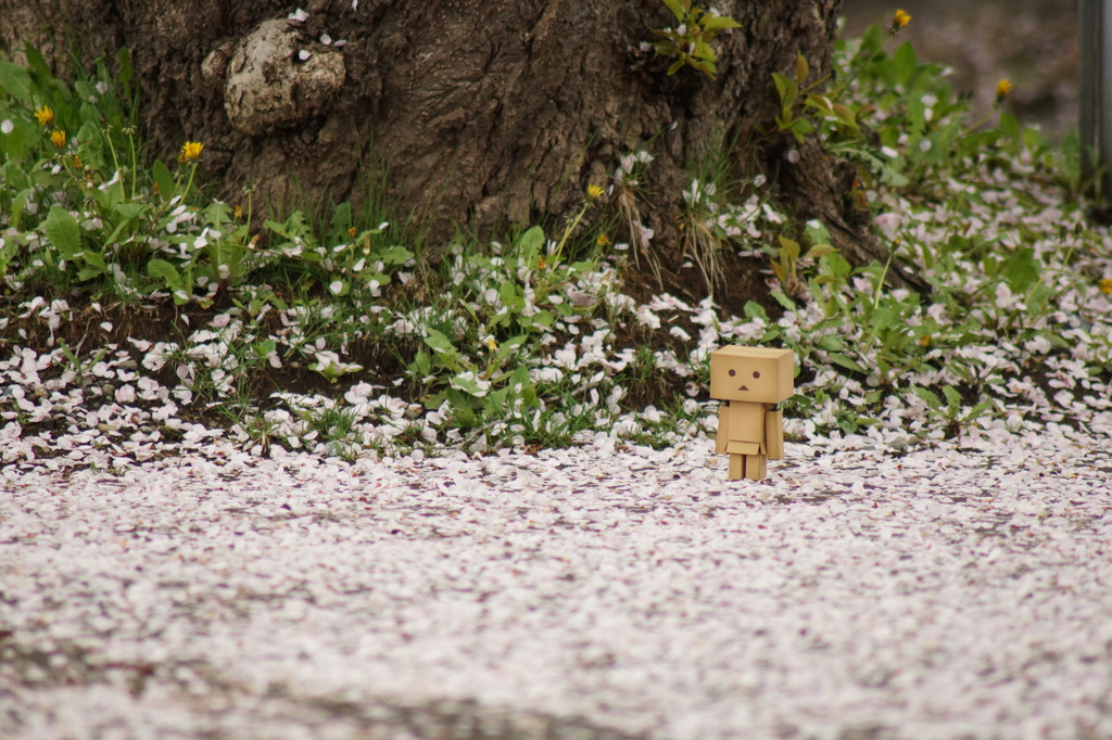 桜のじゅうたん