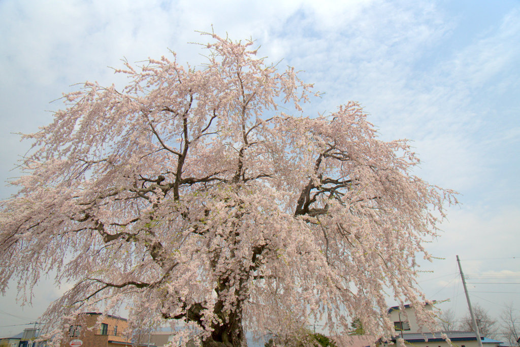 しだれ桜