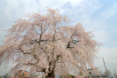 しだれ桜