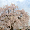 しだれ桜