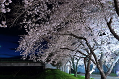 夜桜回廊