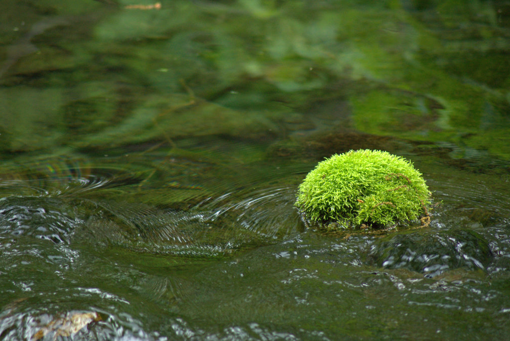 苔玉