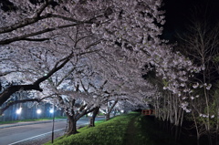 夜桜回廊美