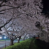 夜桜回廊美