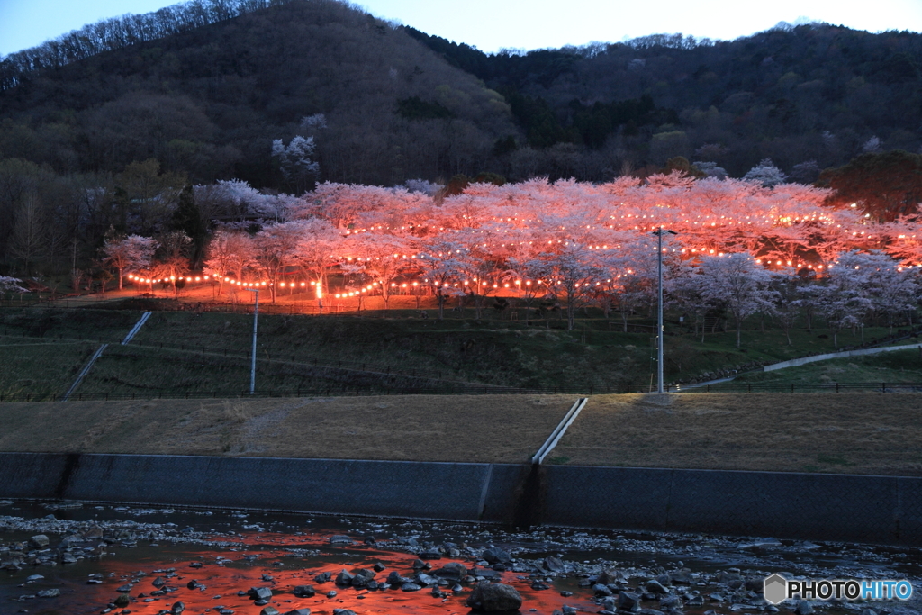 桜と提灯