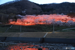 桜と提灯