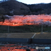 桜と提灯