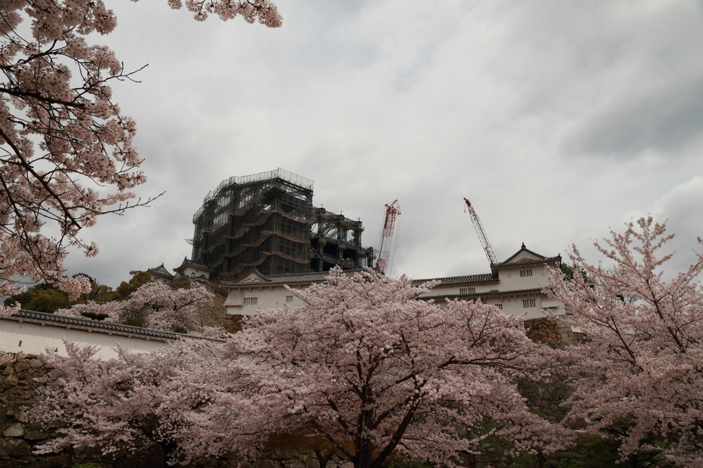 姫路城と桜