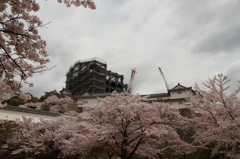 姫路城と桜