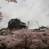 姫路城と桜