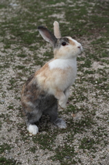 うさぎ06