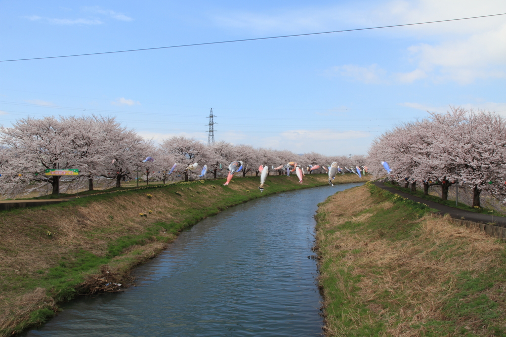 桜と鯉のぼり