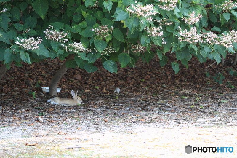 木陰で休息中のうさぎ1