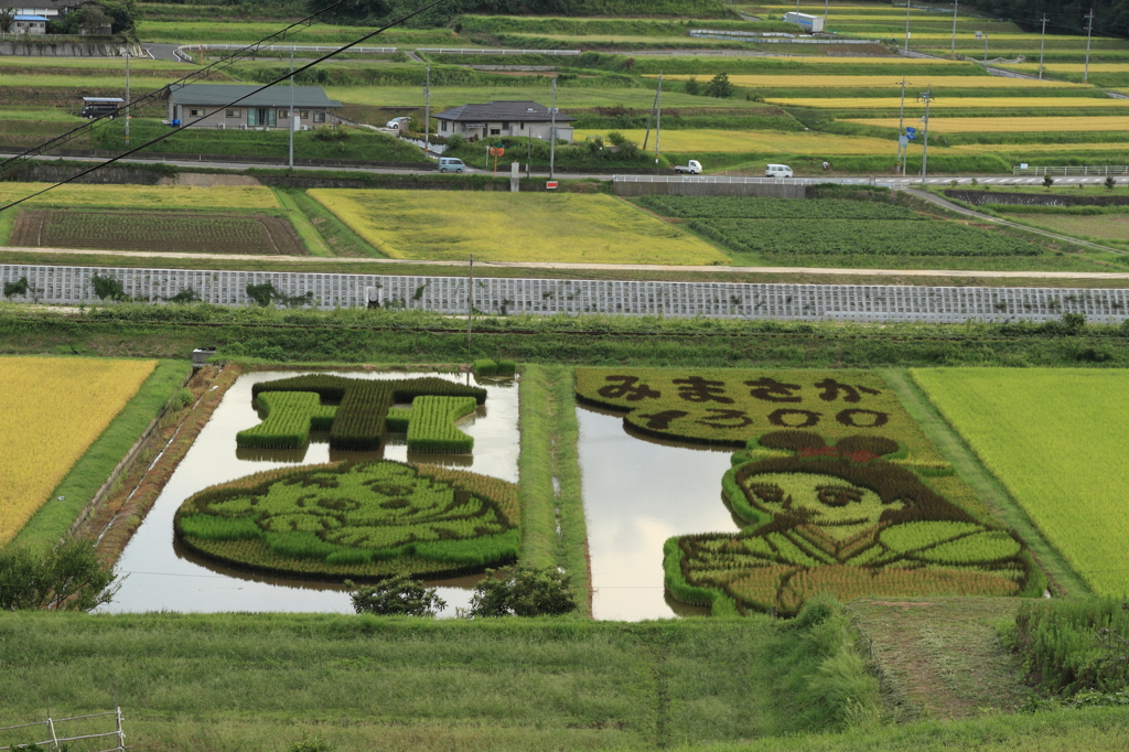 トラちゃん田んぼ2012