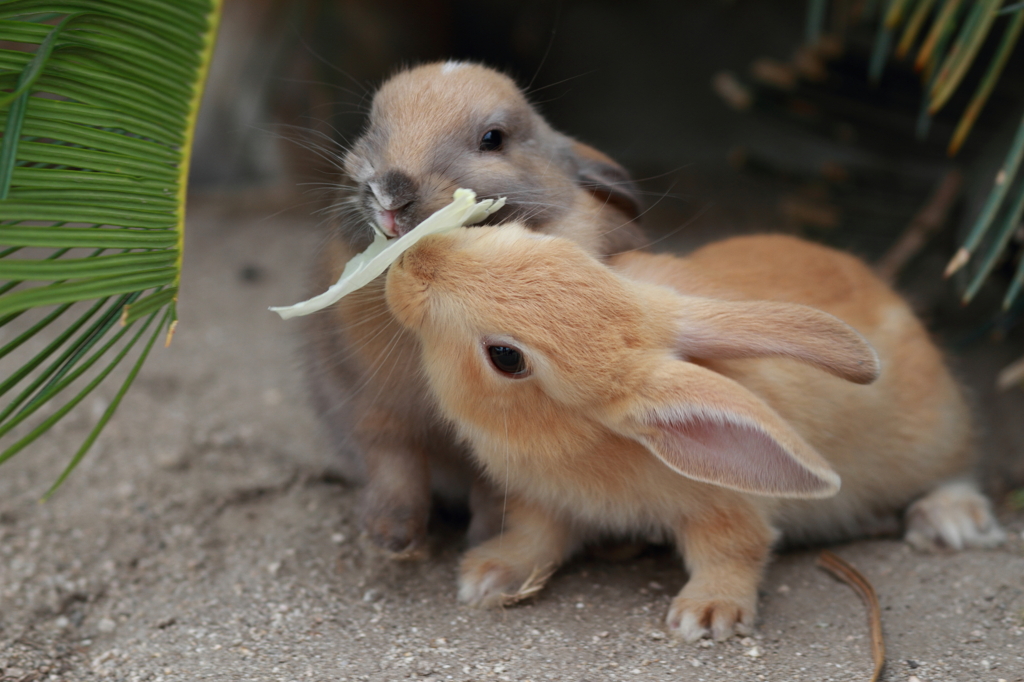 子ウサギ
