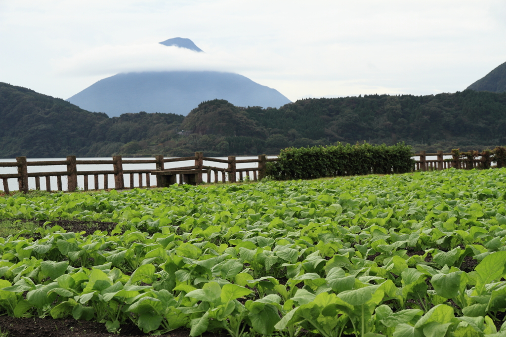 菜の花畑と開聞岳