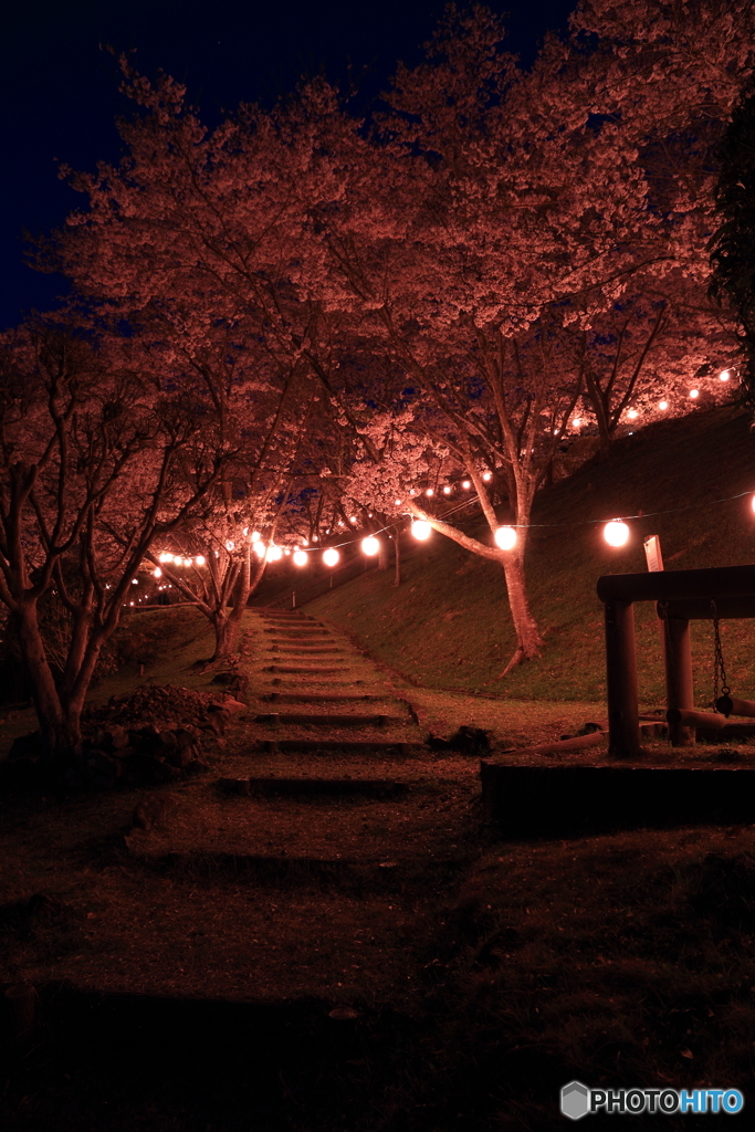 桜の細道