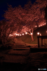 桜の細道