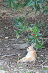 木陰で休息中のうさぎ2