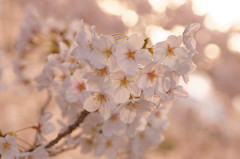 夙川の桜