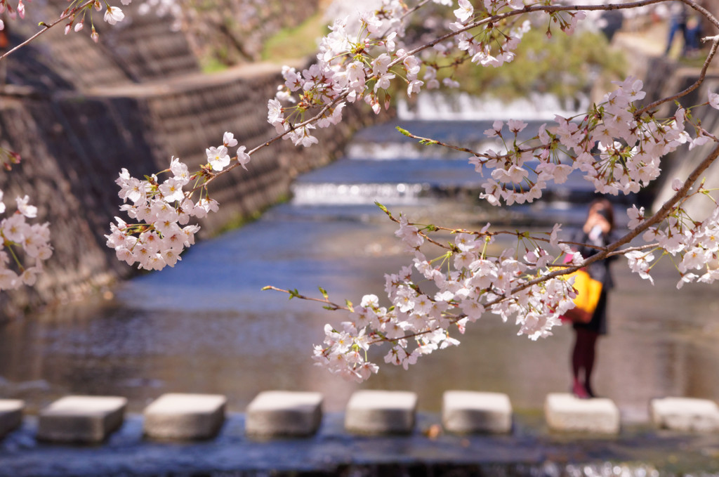 夙川の桜－咲はじめ