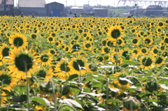 大垣　ひまわり