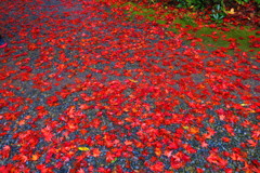 紅葉