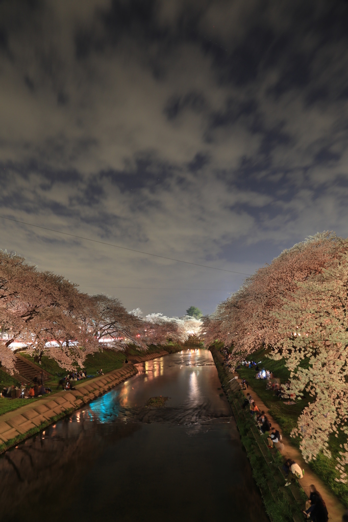 各務原　境川　桜