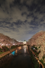 各務原　境川　桜