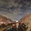 各務原　境川　桜