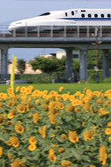 大垣　ひまわり畑