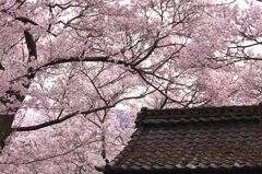 伊那市高遠町 高遠城址公園 