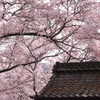 伊那市高遠町 高遠城址公園 