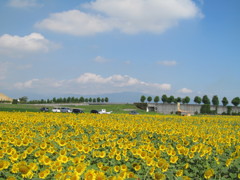 大垣ひまわりランド