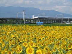 大垣ひまわりランド