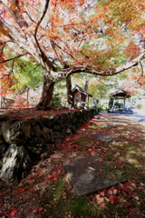 2018 紅葉