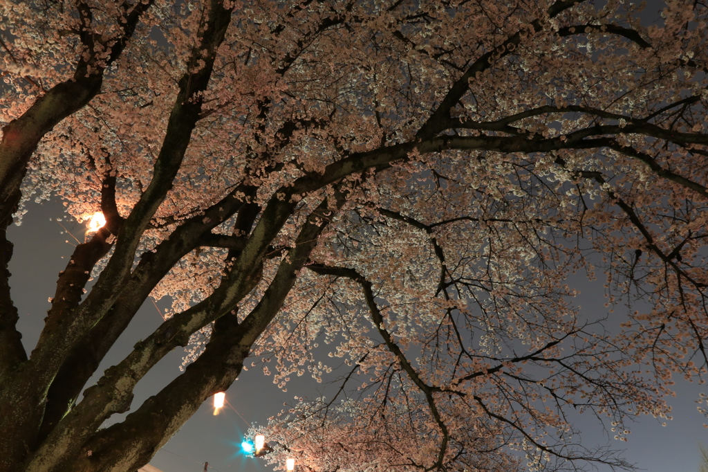 夜桜