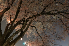 夜桜