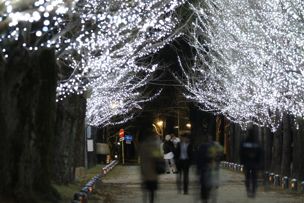 学びの森　イルミネーション