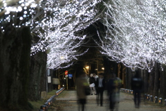 学びの森　イルミネーション