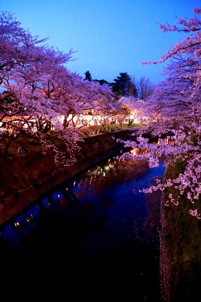 夜桜