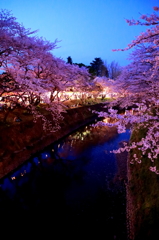 夜桜